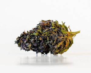 canna x purple gelato bud1 600x600 1